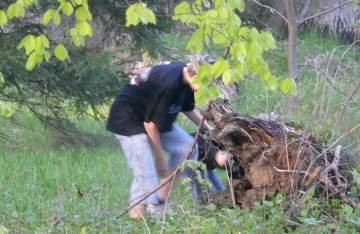 BACHA MEDVĚD